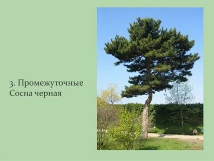 Сосна группа