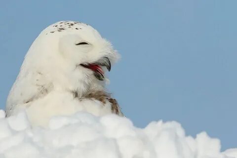 Они полют