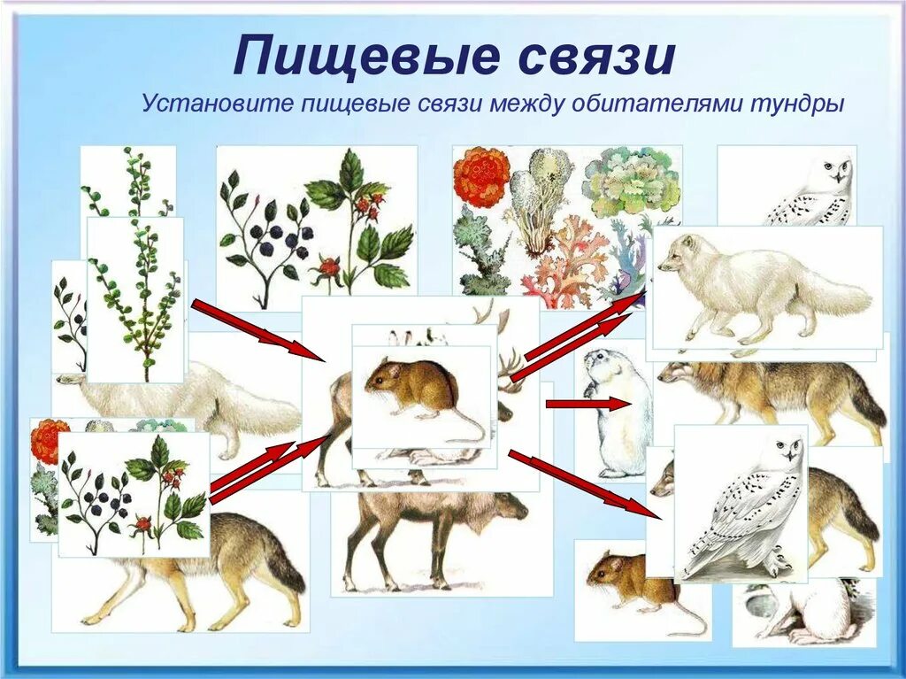 Составить пищевую цепь тундры. Природная зона тундра пищевая цепочка. Пищевые связи. Схема пищевых связей. Пищевые связи животных.