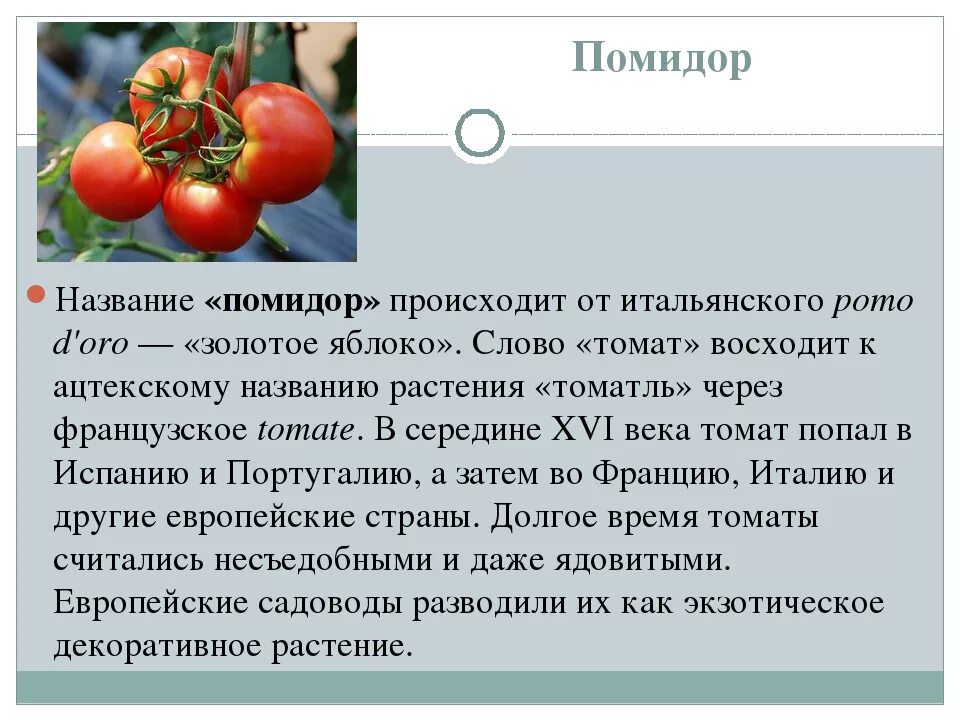 Помидор имя прилагательное подобрать. Сообщение о томате. Сообщение о помидоре. Доклад про помидор. Сообщение на тему помидор.