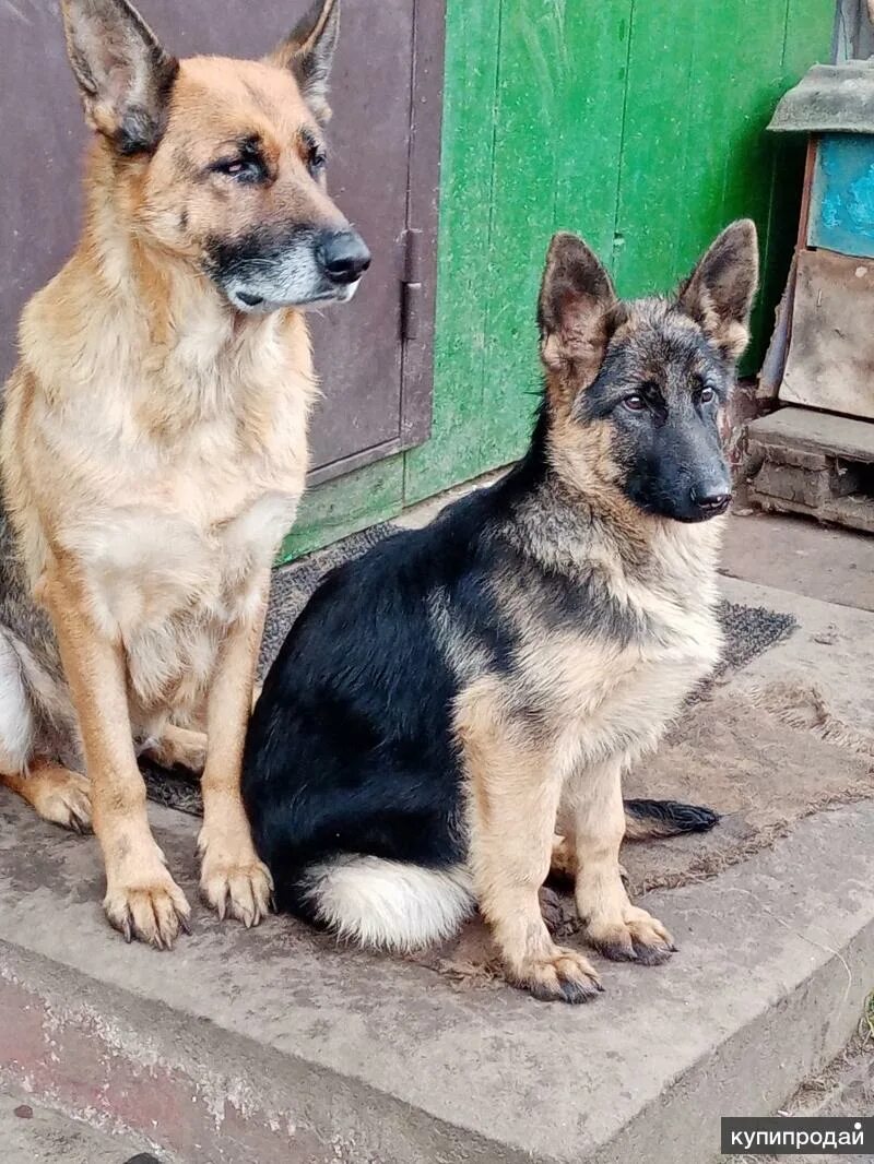 Собаки орша. Орша собаки. Кабель немецкой овчарки для вязки. Собаки орша. Собаки орша.