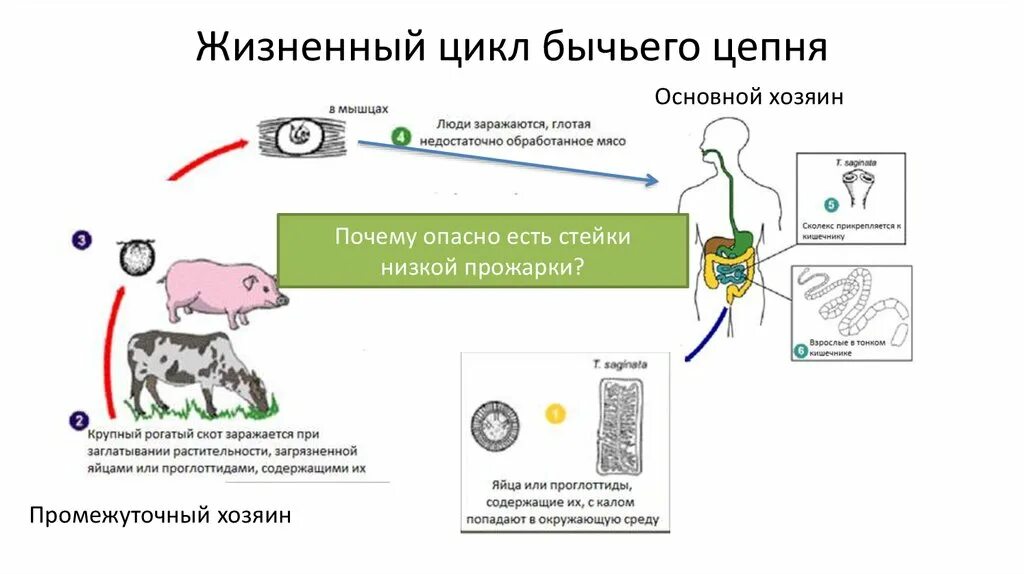 Биологический цикл бычьего цепня. Жизненный цикл бычьего цепня схема. Жизненный цикл бычьего цепня. Цикл развития бычьего цепня промежуточный хозяин.