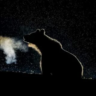 Unbearable night