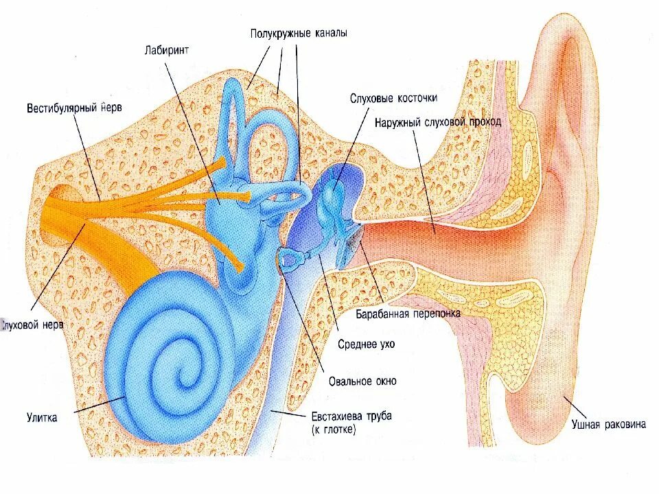 Анатомия и физиология уха слуховой анализатор. Анатомия звукового анализатора. Анатомия звуковоспринимающего аппарата слухового анализатора. Строение органа слуха. Барабанная перепонка овальное окошко