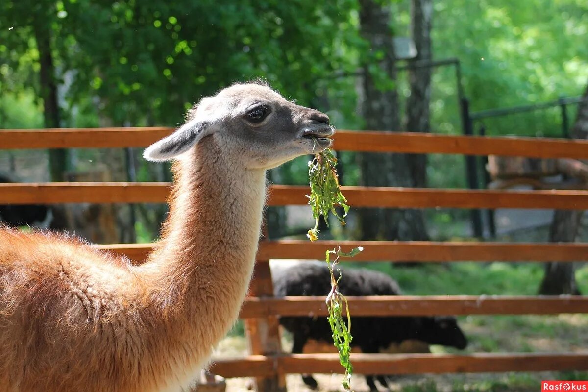 Московский зоопарк дендропарк. Дикие животные в зоопарке. Звери в зоопарке. Зоопарк животные сайт. Зоопарк фергана.