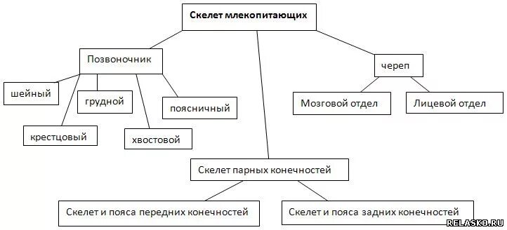 Таблица скелет млекопитающего 10 класс биология. Таблица скелет млекопитающих 7 класс. схема скелет млекопитающих 7 класс. скелет млекопитающих таблица биология 7 класс. скелет млекопитающих схема биология 7 класс.
