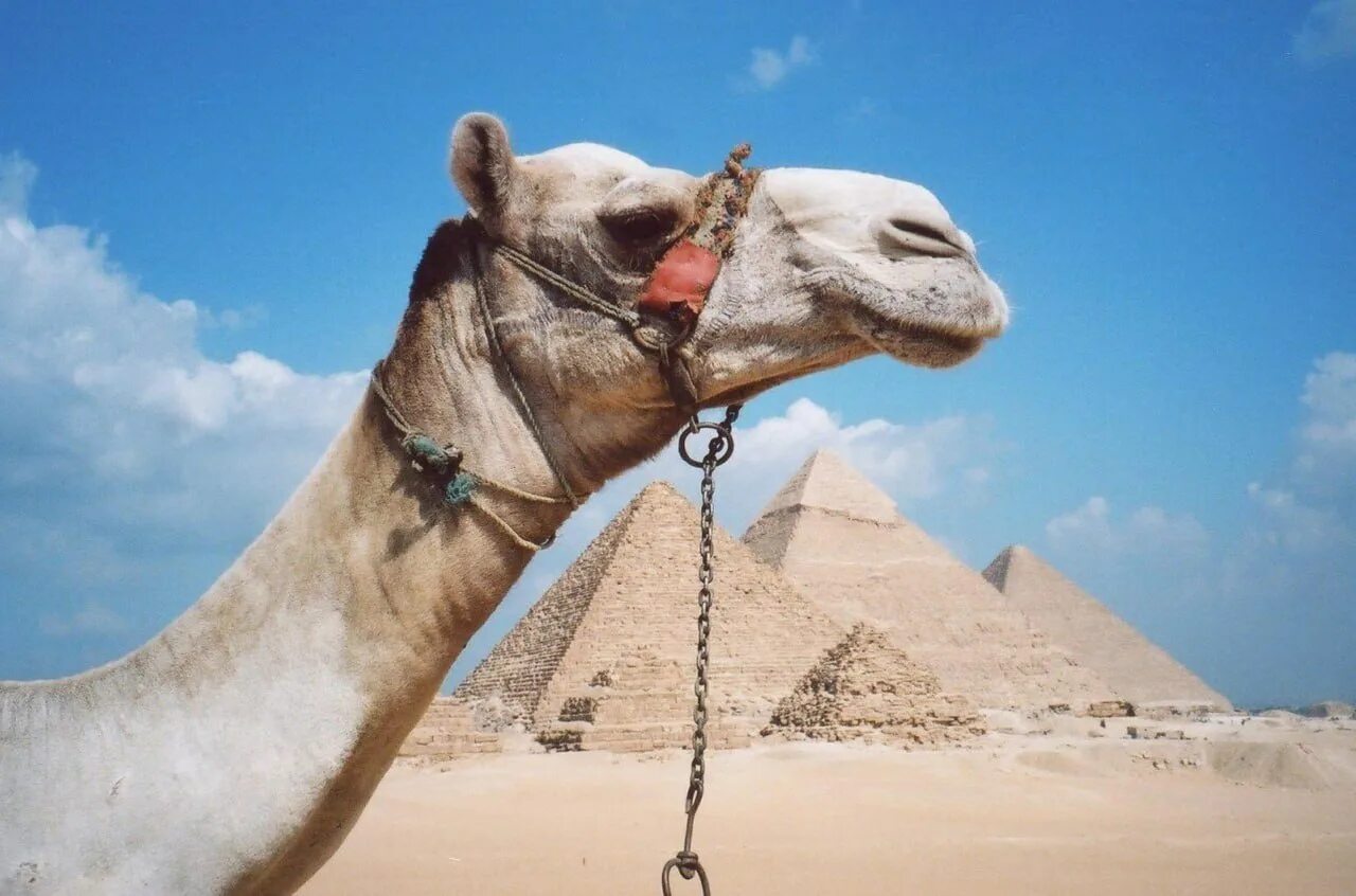 Каир вылеты. Шарм Эль Шейх верблюд. Верблюд бактриан Египет. Египет пирамиды Верблюды. Египет Хургада верблюд.