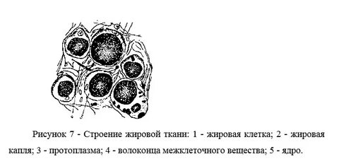 Особенности строения жировой ткани