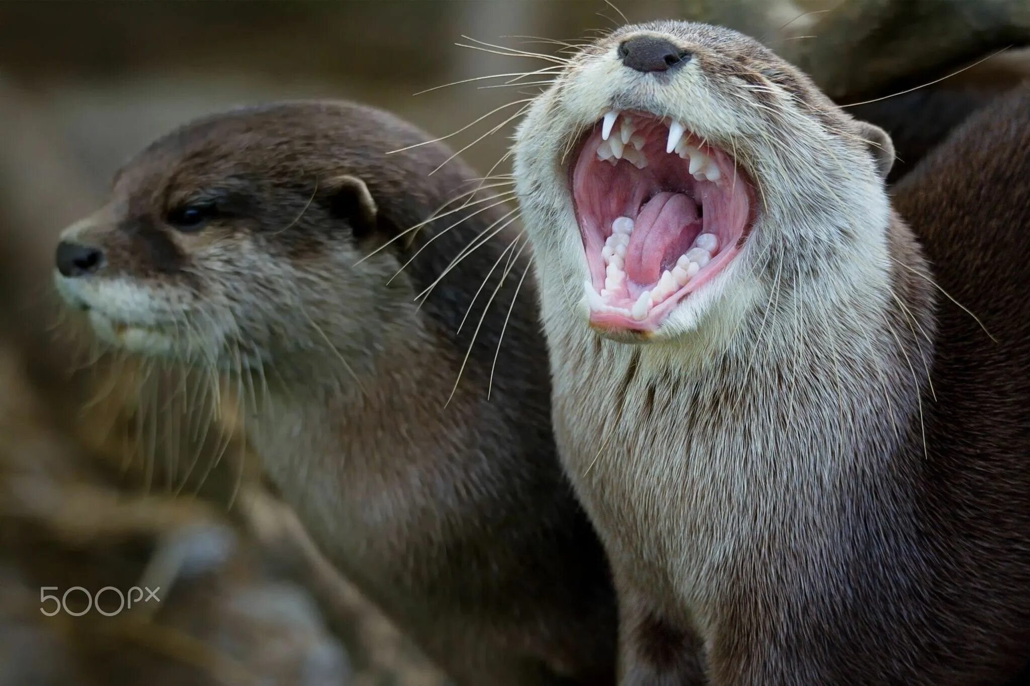 Конголезская бескоготная выдра. Выдры психопаты. Стая выдр. Суматранская выдра. Выдра речная.