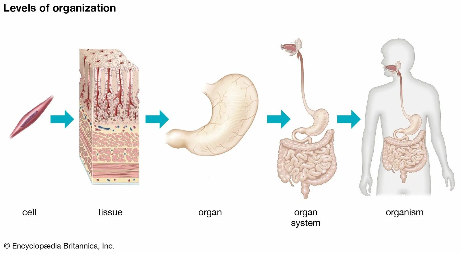 Human level. Cell, Tissue, Organ, Organ System, Organism. Levels of Organization. Клетка ткань орган система органов. Organism Tissue.