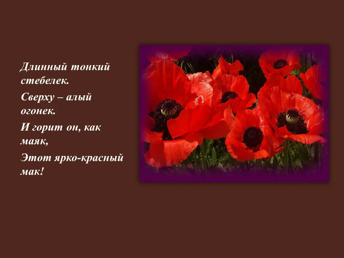 Стихотворение красный цвет. Стихотворение про Мак. Стих про маки короткие. Красивые стихи о маках. Четверостишье про Мак цветок.