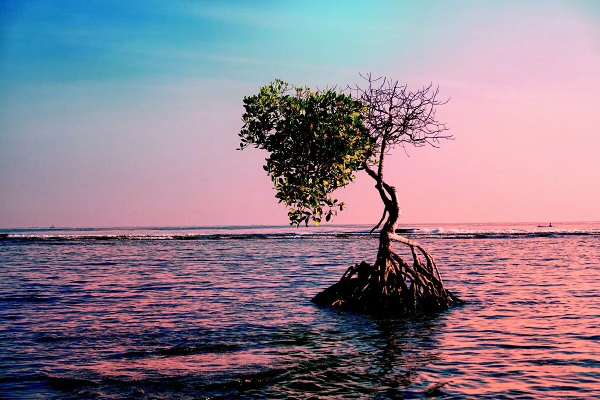 Watered the trees