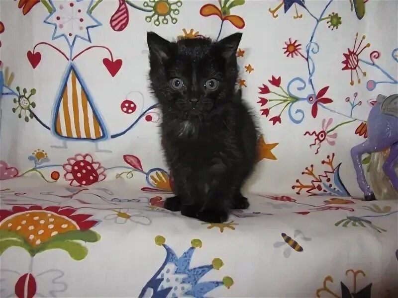 Котята ползают по стене. Котята в муроме на авито. Сибирские котята фото 2 месяца. Котята муром. Котята в муроме на авито.