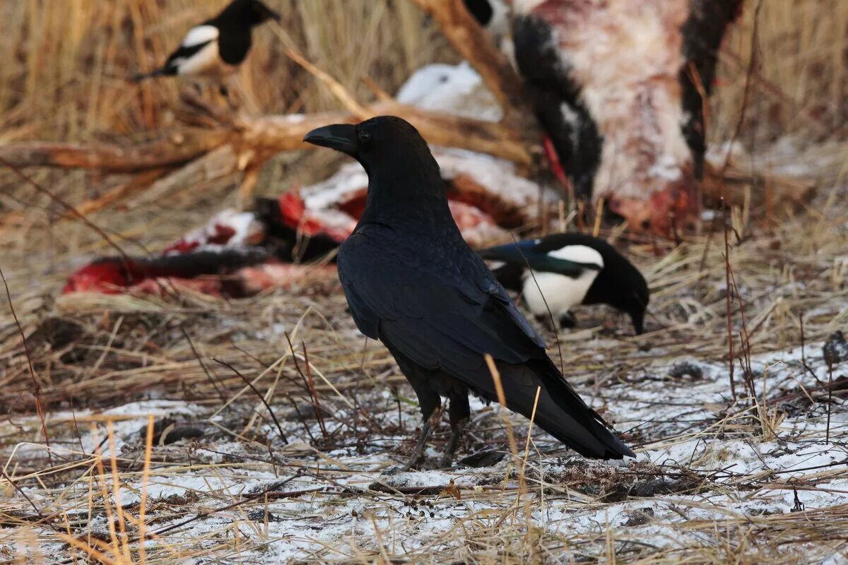 вороны дерутся. серая ворона и сорока. серая ворона подвиды. ворона и голубь. сорока белобока птица.
