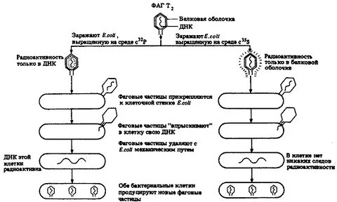 Оболочка днк