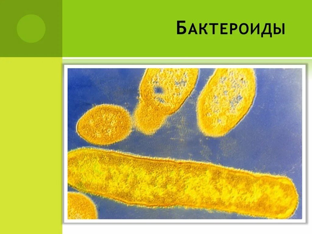 Bacteroides fragilis возбудитель. Бактероиды фрагилис. Bacteroides. Bacteroides. Bacteroides.