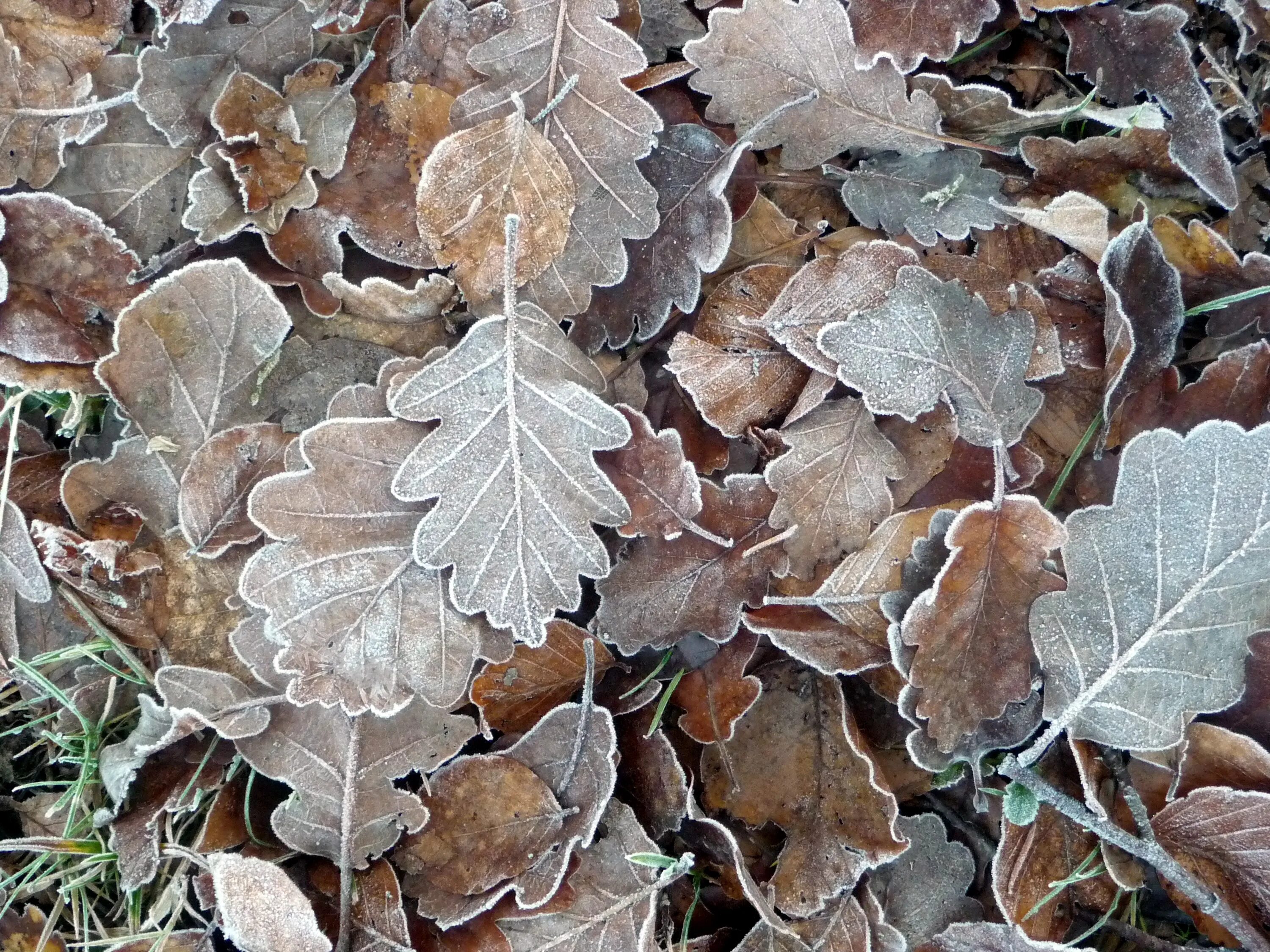 Brunozamp s foliage. Коричневые листья. Заморозки осенью. Ковер осенних листьев. Замороженные листья.