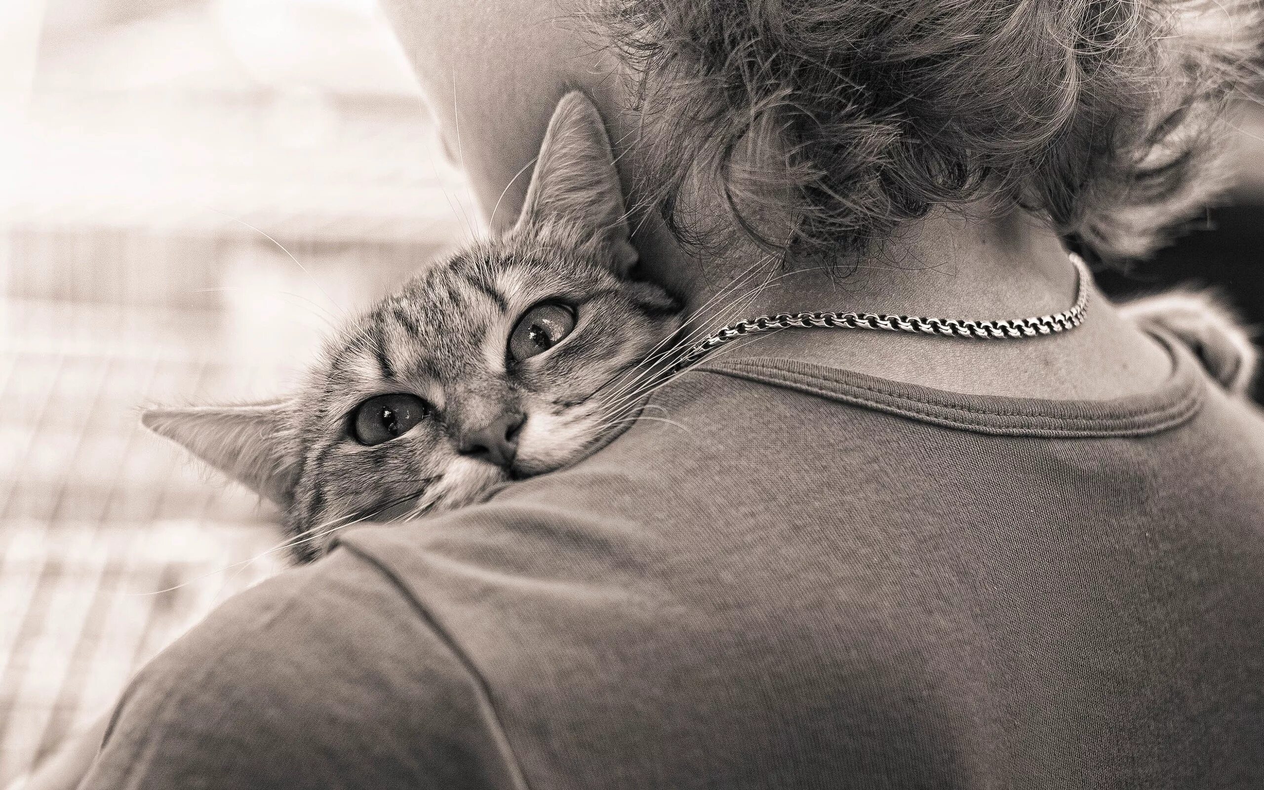 Включи человек и кот. Кот обнимашки. Девушка с котом на плече. Котик на плече. Кот обнимает человека.