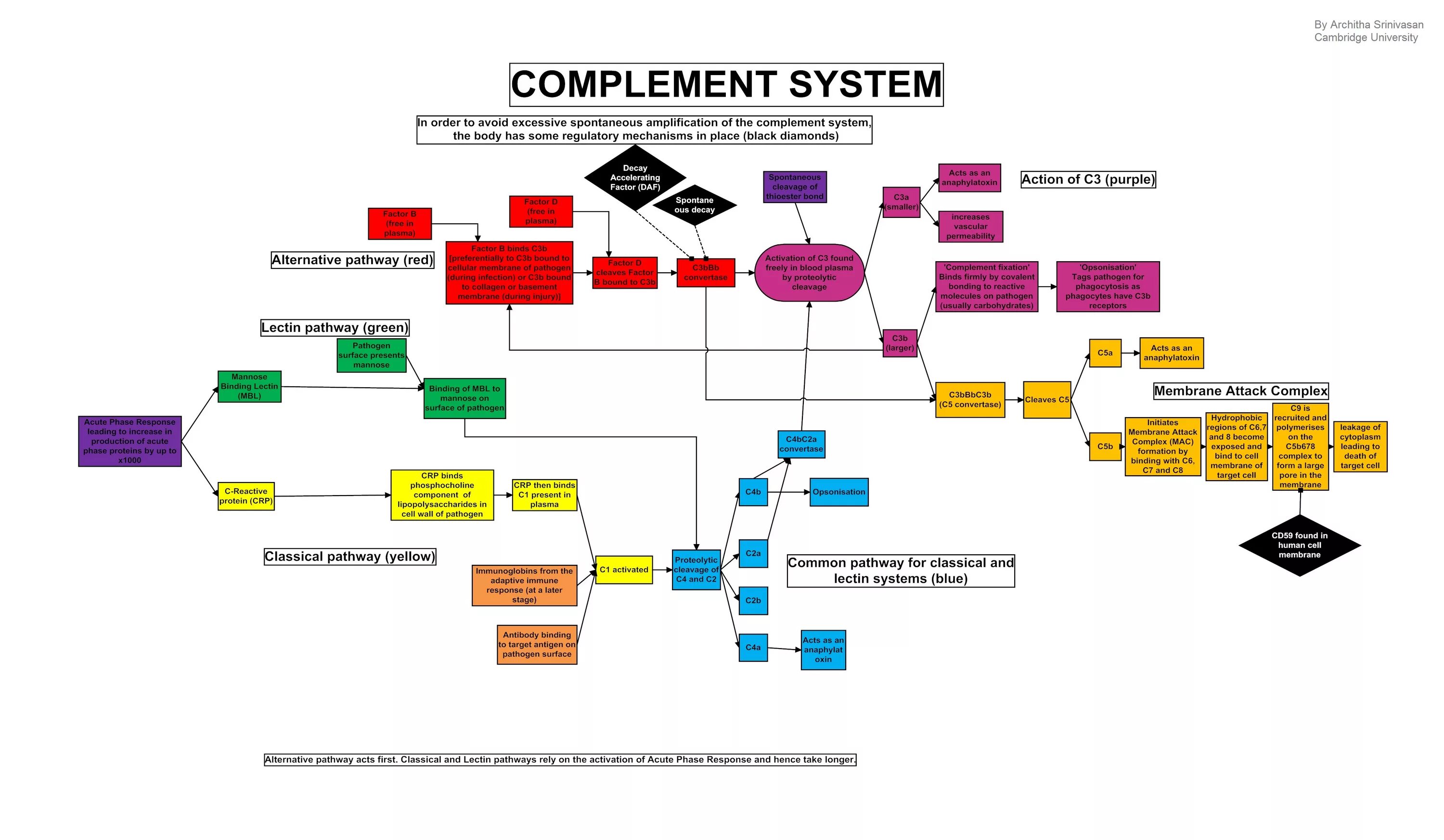 Systems википедия. Complement System. Complement System Immunology. Complement activation. Localization of complement System.