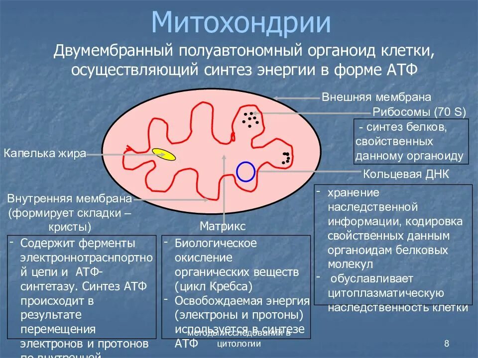 Взаимосвязь митохондрий и рибосом