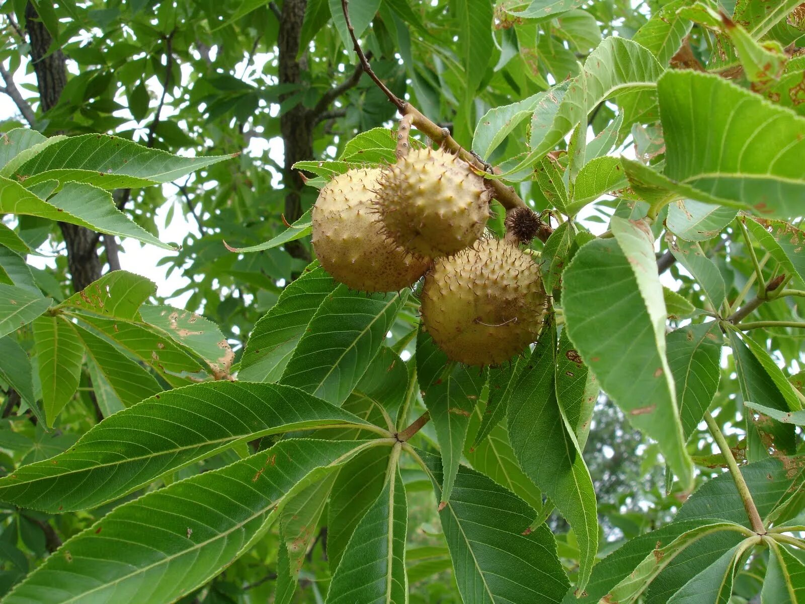 Сколько растет орех. Орешник грецкий дерево. Орех (Juglans). Грецкий орех Juglans Regia l.. Южный орех дерево.