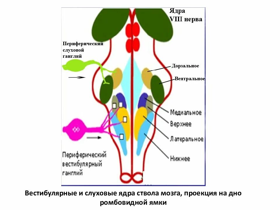 Ядра черепных нервов ствола мозга. Проекция ядер черепных нервов на ствол мозга. Ядра черепных нервов схема. Проекция ядер продолговатого мозга. Ядра ствола мозга схема.