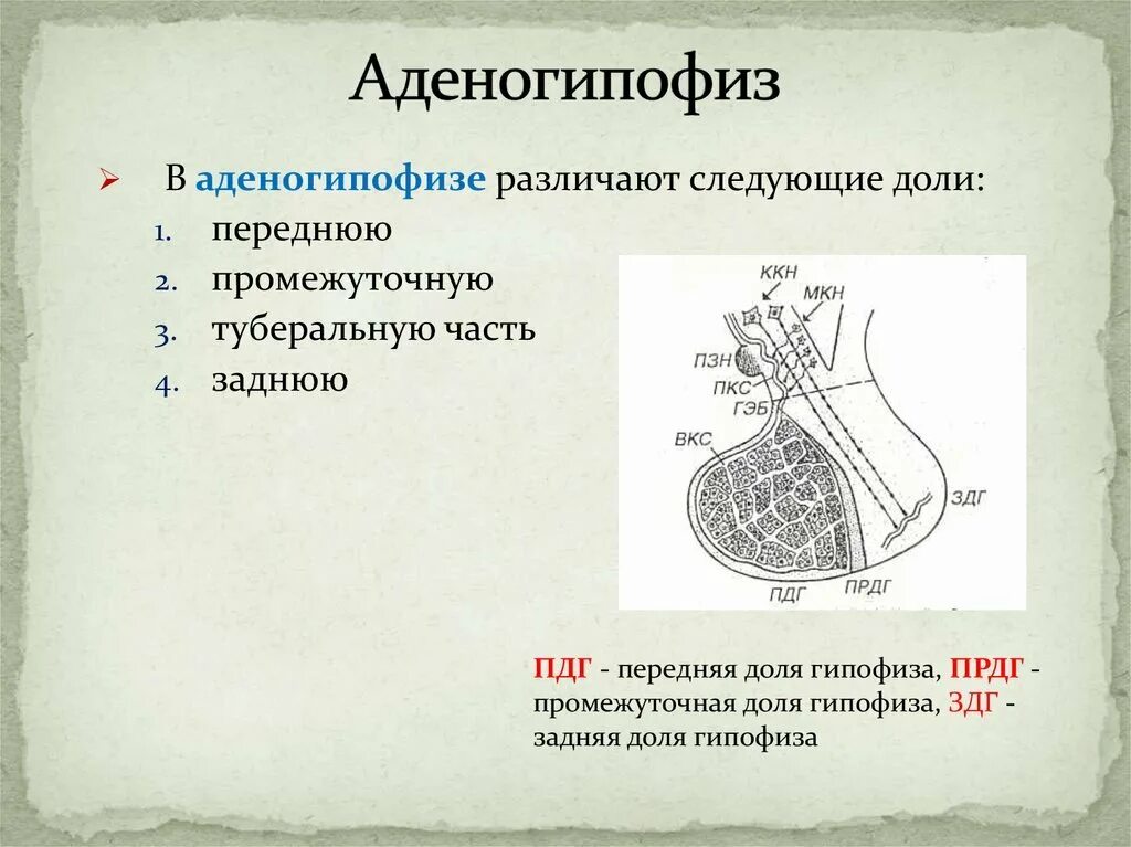Диффузная структура гипофиза. Строение промежуточной доли гипофиза.