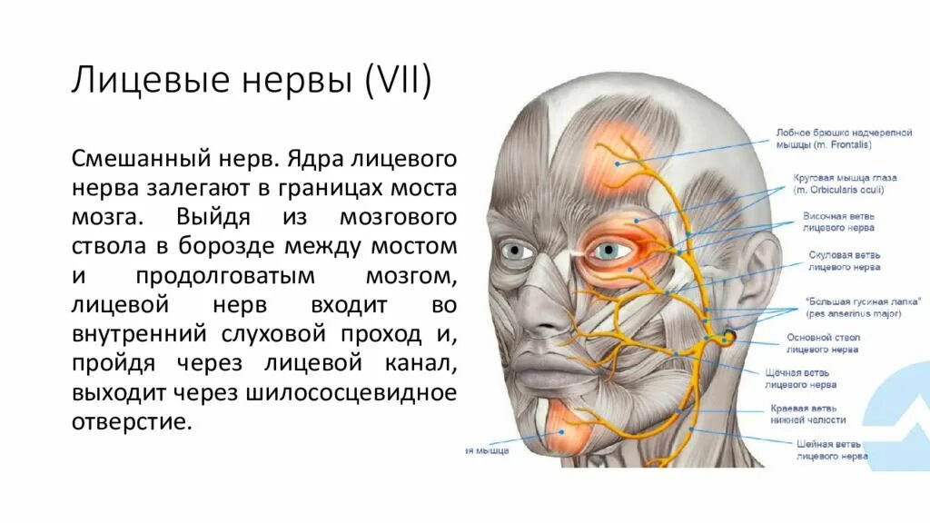 Лицевой нерв является. Ядра лицевого нерва. Невры лицевые.