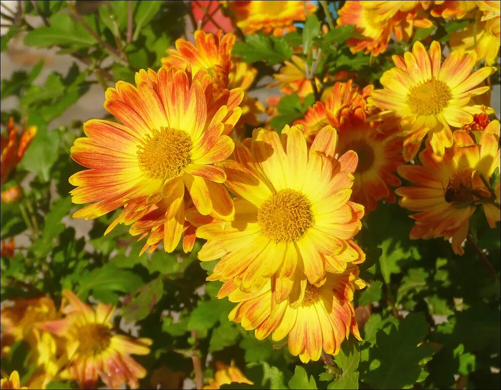 Хризантема indicum (сорт 'kleiner bernstein'). Хризантема индикум нк. Хризантема индикум. Хризантема индийская фуджи сноу. Хризантема восточная.