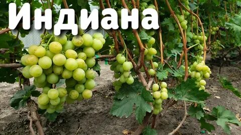 Виноград индиана