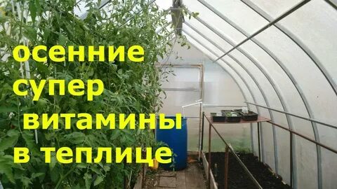 Что сажать в теплице осенью