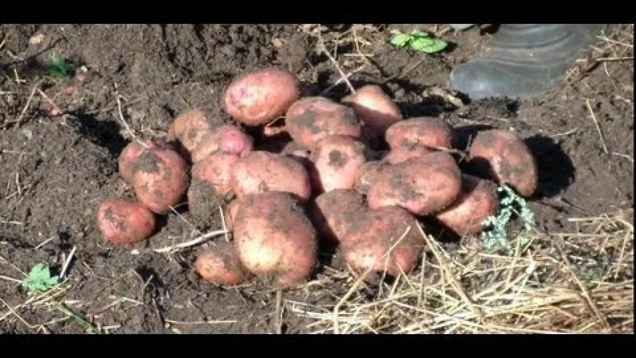 Картошка ростками вниз или вверх. Посадка картошки под солому. Картошка под сеном. Картошка под соломой выращивание.