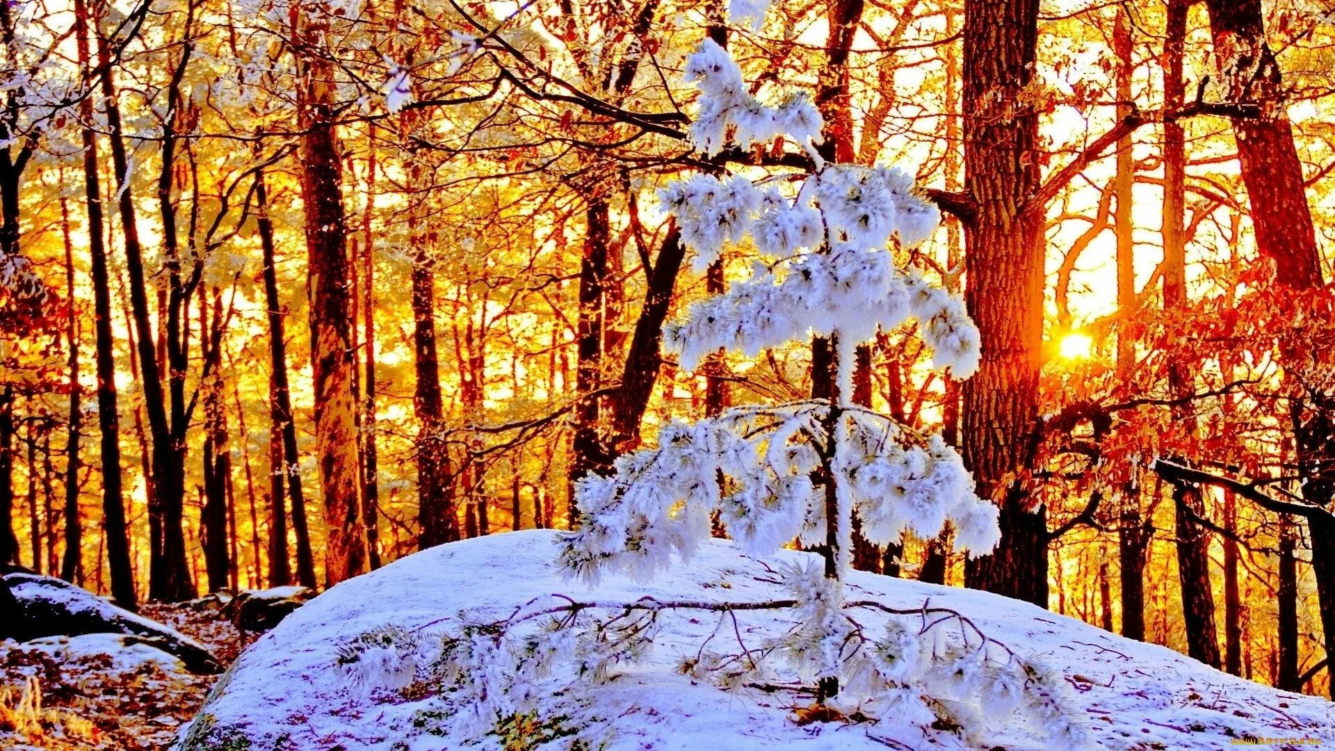 Впр на склоне зимы веселее становится февральский. Зима в лесу. Зима лес солнце. Солнечный зимний день. Ранняя зима.