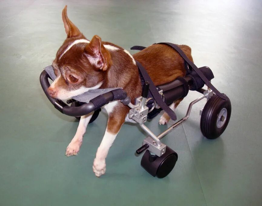 Коляска Квадро для собак инвалидная. Инвалидные коляски Dog wheelchairs. Коляска для парализованных собак. Тележка для собаки инвалида.