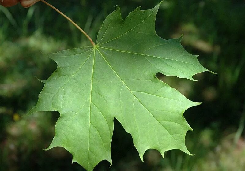 Листья кленов похожие на лапы резко. Клён остролистный платановидный. Клен остролистный лист. Клен платановидный лист. Клён остролистныйлист.