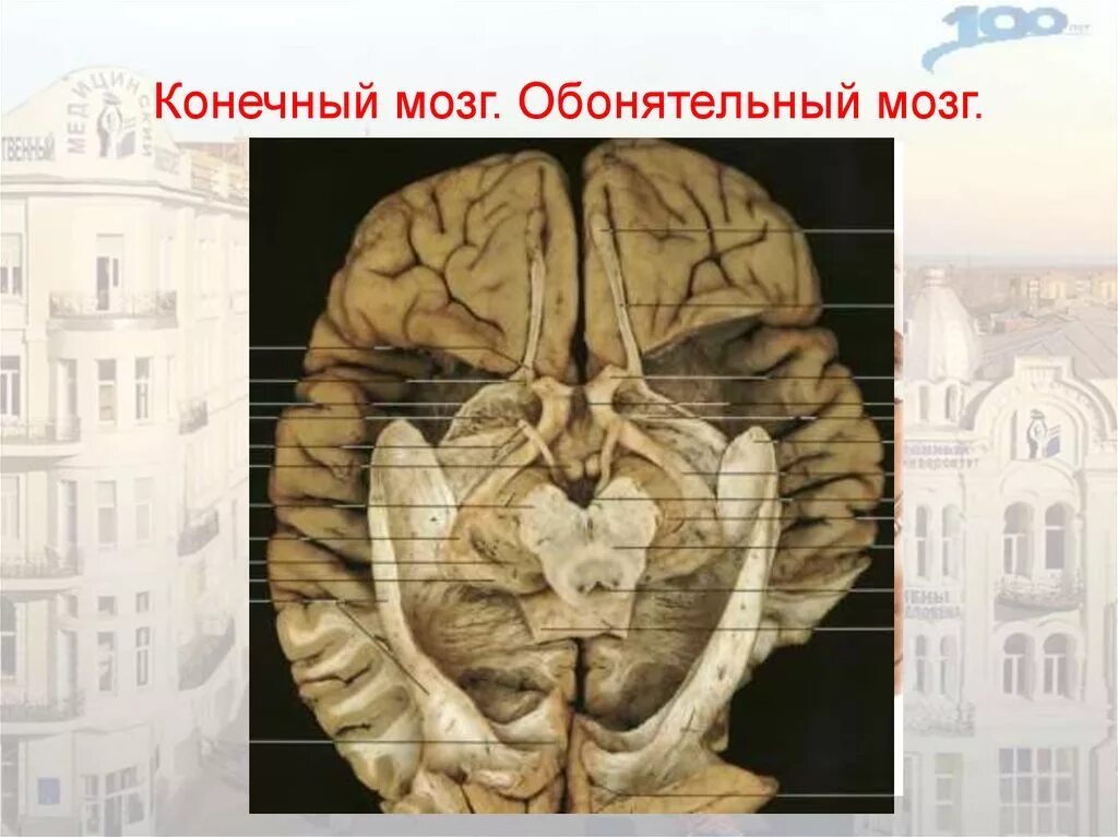 Обонятельный мозг. Обонятельный тракт головного мозга. Обонятельный мозг анатомия Центральный отдел. Обонятельный мозг анатомия животных. Конечный мозг обонятельный мозг.
