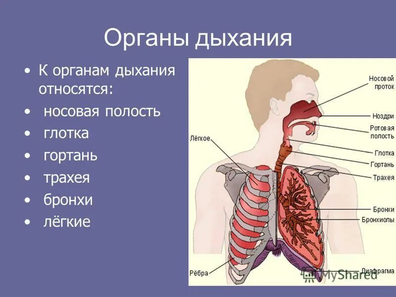 Глотка и легкие