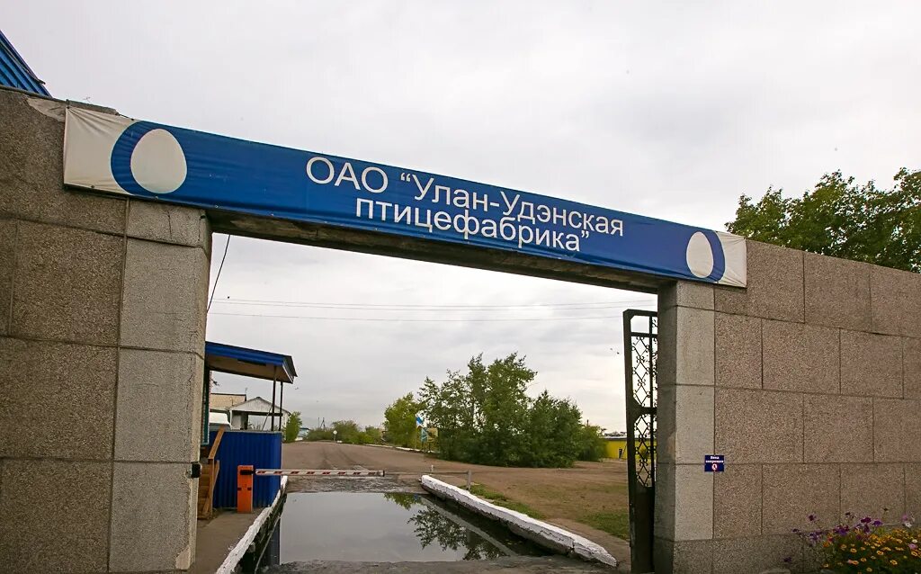 Птицефабрика улан-удэ. Улан-удэнская птицефабрика ао. Улан-удэнская птицефабрика, улан-удэ фото. Птицефабрика улан-удэ. Улан-удэнская птицефабрика цыденов.