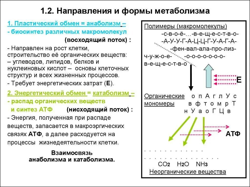 Атф анаболизма. Взаимосвязь процессов катаболизма и анаболизма.. Взаимосвязь анаболизма и катаболизма схема. Взаимосвязь компонентов клетки в процессах анаболизма и катаболизма.. Взаимосвязь анаболических и катаболических процессов.