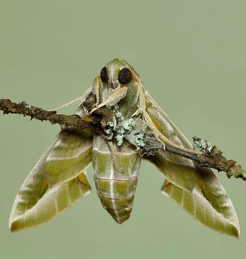 олеандровый бражник гусеница. олеандровый бражник гусеница. бабочка олеандровый бражник. гусеница бабочки бражник олеандровый. бабочка олеандровый бражник красная книга.