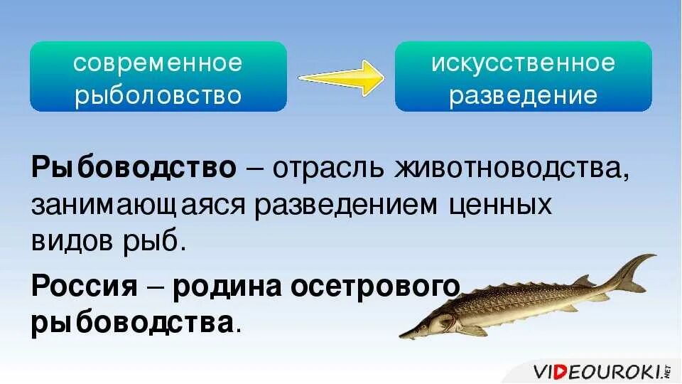 Роль рыб в природе. Практическое значение рыб. Значение рыб в жизни человека. Экологическое значение рыб. Значение рыб в природе сообщение