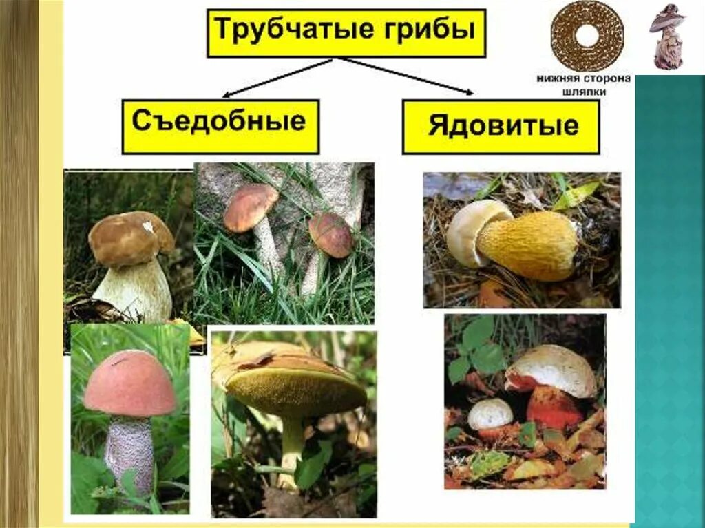 Многообразие грибов. Презентация на тему "разнообразие грибов". Презентация по теме разнообразие грибов. Сообщение многообразие грибов. Группы грибов 6 класс биология