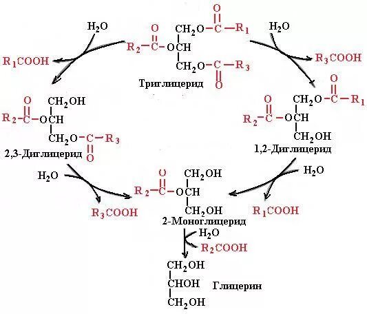 Что расщепляет липаза. Гидролиз триглицеридов при участии панкреатической липазы. Расщепление триглицеридов липазой. Гидролиз триглицеридов липаза. Гидролиз триглицеридов реакция.