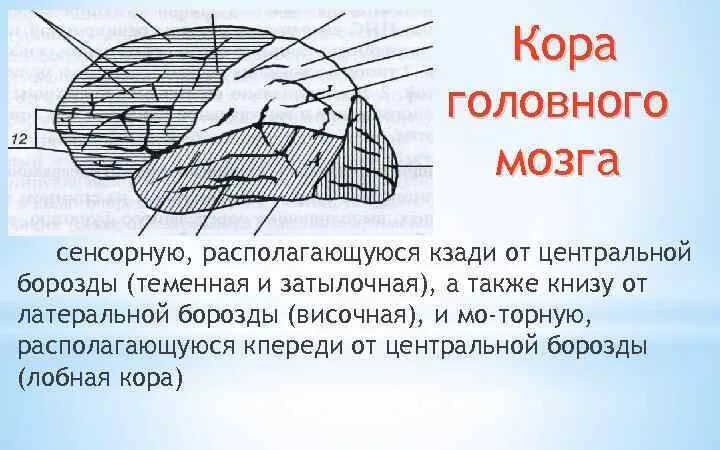 Раздражение коры головного мозга. Моторные поля коры находятся от центральной борозды.