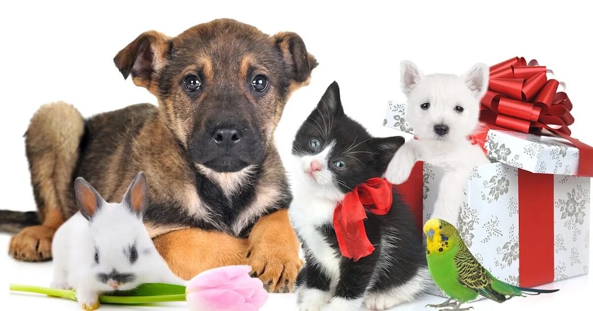 Кот и собака. Кошки и собаки. Фото кошек и собак. Щенок и котенок. Собака с кошкой дружат.