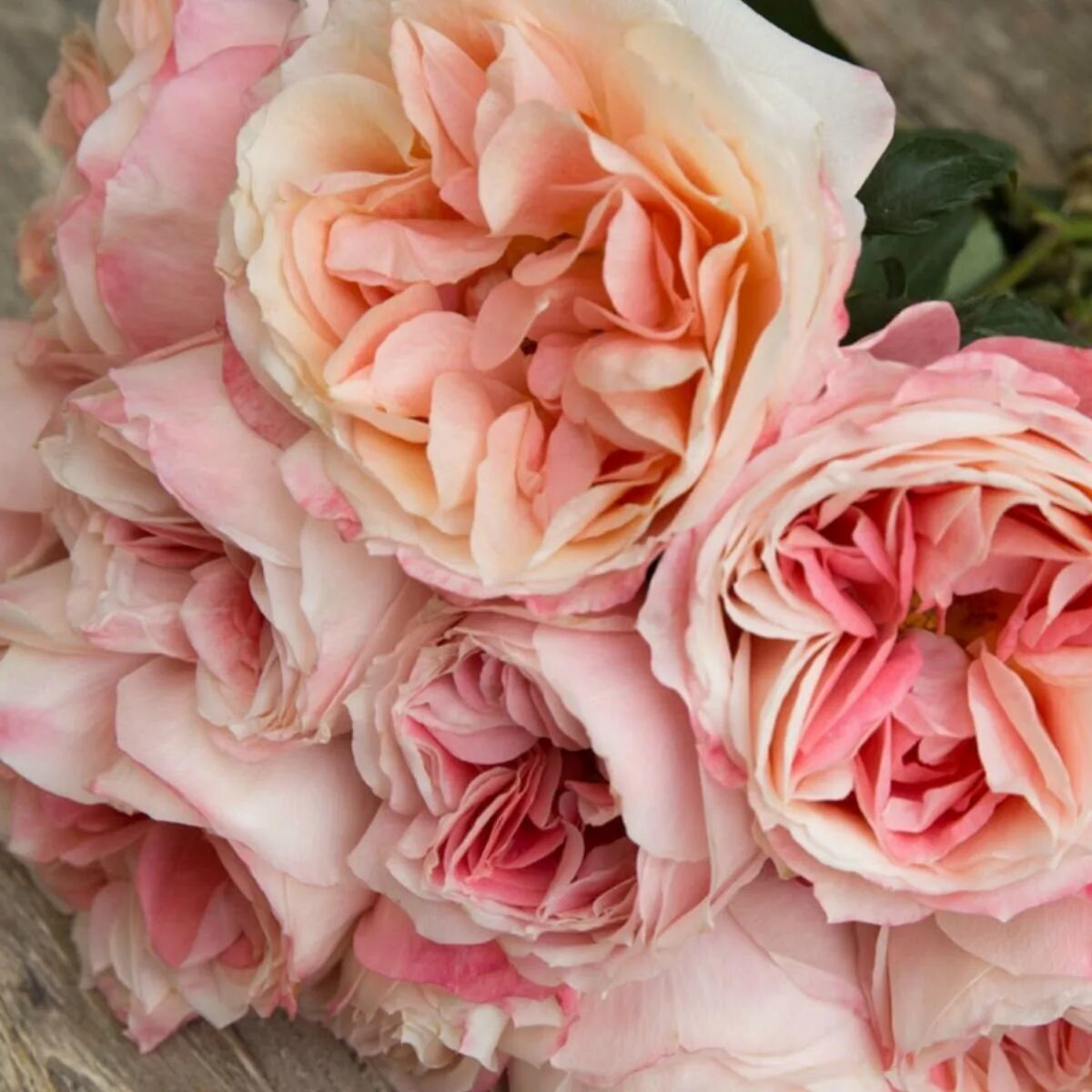 Strong rose. Роза golden celebration. Роза матадор. Желтая роза голден селебрейшен. Роза йеллоу фейри.