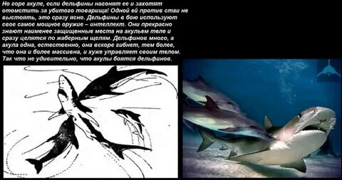 Боятся ли акулы
