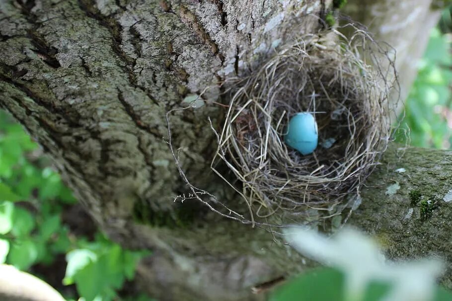 Plant nest. Птица Малиновка гнездо. Гнездо зарянки с яйцами. Яйца Малиновки. Голубые яйца Малиновки.