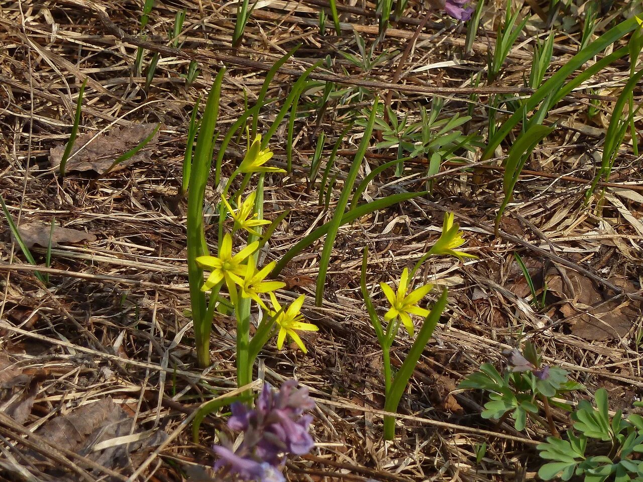 Гусиный луг. Гусиный лук жёлтый (gagea lutea). гусиный лук первоцвет. гусинолук гиенский. гусинолук федченко.