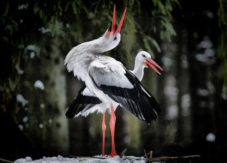 Аист и сова. Аист. красивый аист. аист фото. большие аисты.